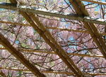 2007_0428BAa.JPG