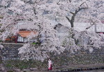 2010_0417_061348AAa.jpg