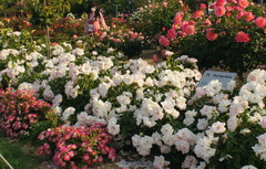 2013_0521_171154AAa.jpg